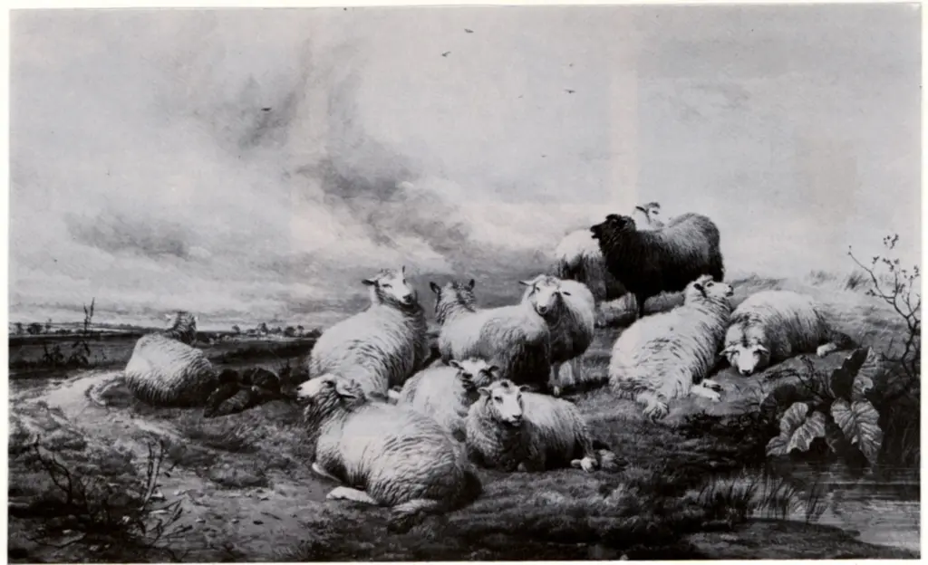 Anonimo , Cooper, Thomas Sidney - sec. XIX - Sheep resting , fronte