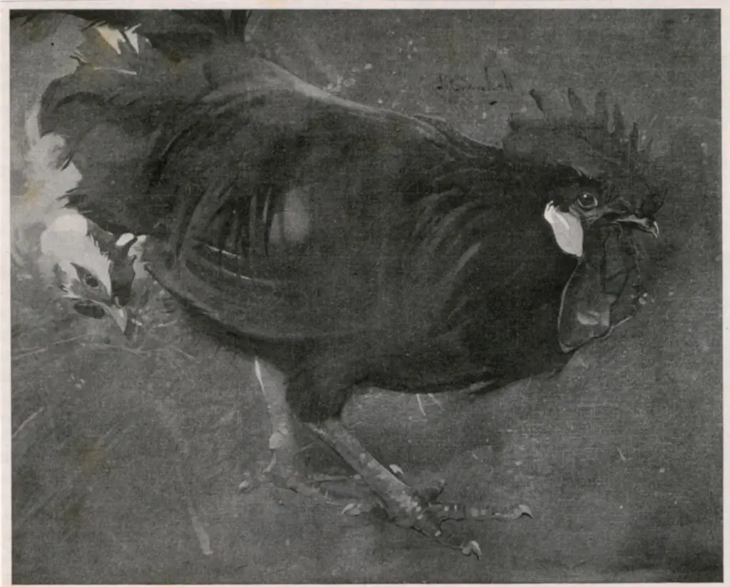 Carl Hentschel & Co. , fronte