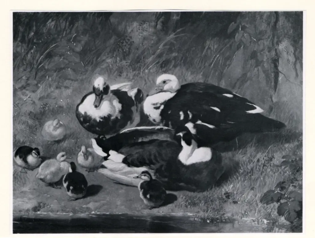 Anonimo , Herring, John Frederick - sec. XIX , fronte