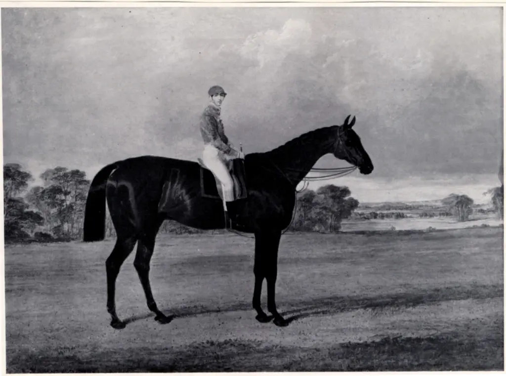 Anonimo , Herring, John Frederick - sec. XIX - Amato, Winter of the Derby Stakes in 1838 , fronte