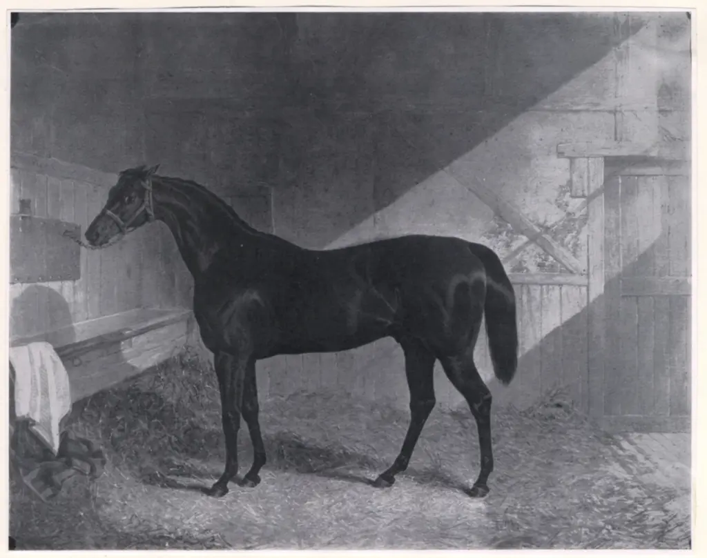 Anonimo , Herring, John Frederick - sec. XIX - Charles XII , fronte