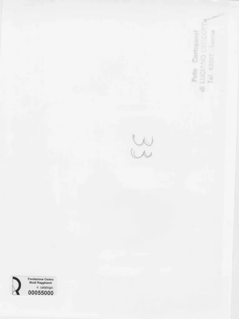 Foto Cortopassi , retro