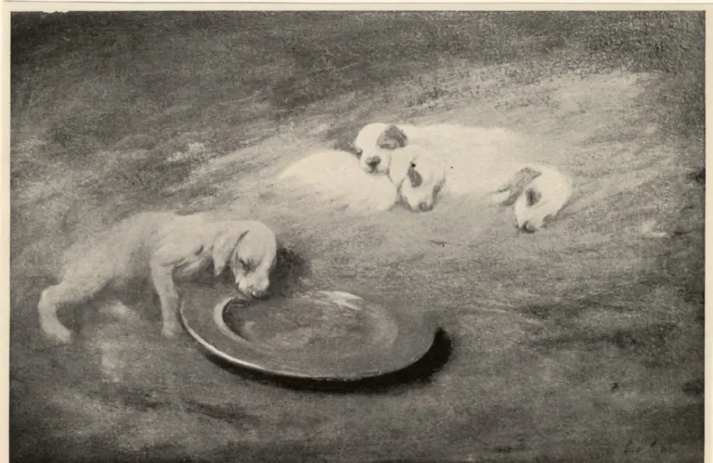 Anonimo, Anonimo , fronte