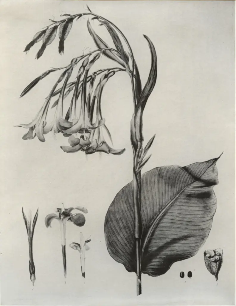 Anonimo , Roscoe, William - sec. XIX - Piante , fronte