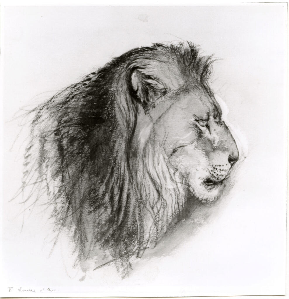 Anonimo , Ruskin, John - sec. XIX - Profilo di leone , fronte