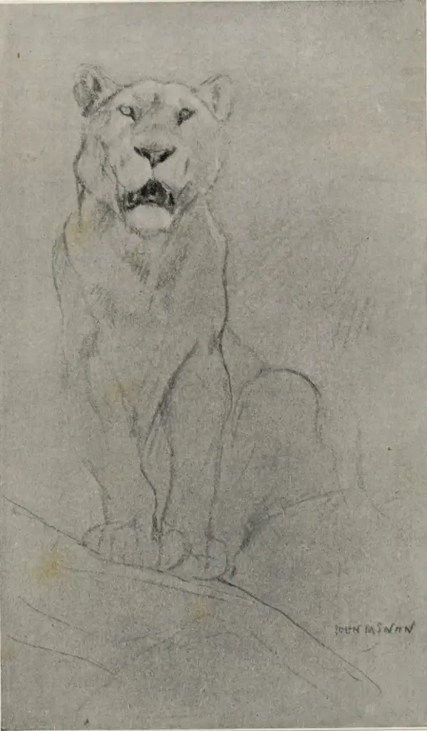 Swan, John Macallan , Study of a Lioness