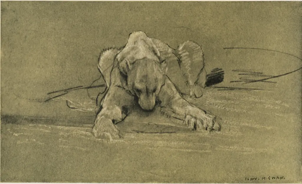 Swan, John Macallan , Studio di un leone