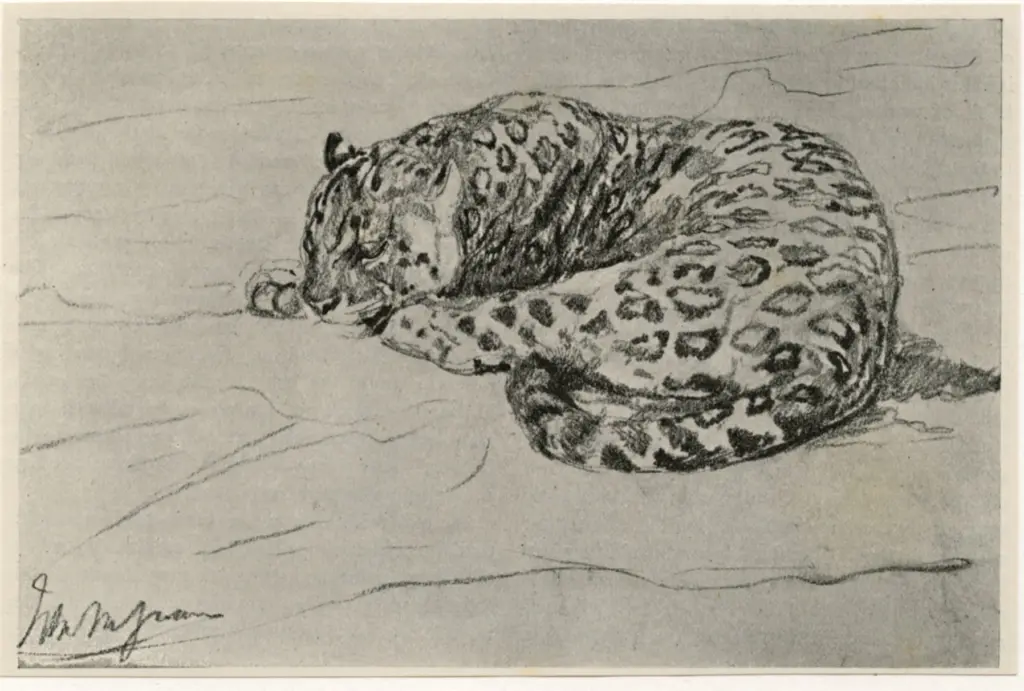 Swan, John Macallan , Study of a Leopard