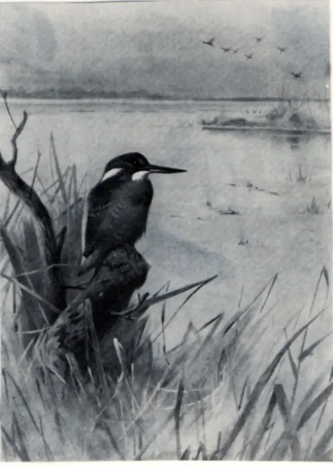 Thorburn, Archibald , Kingfisher