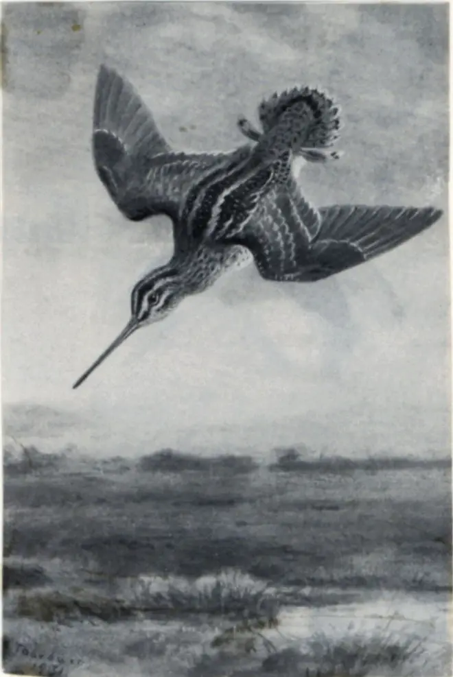 Anonimo , Thorburn, Archibald - sec. XX - A Snipe Drumming , fronte