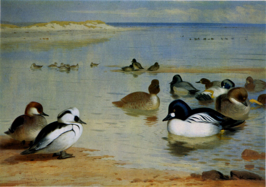 Thorburn, Archibald , Smew and Goldeneye