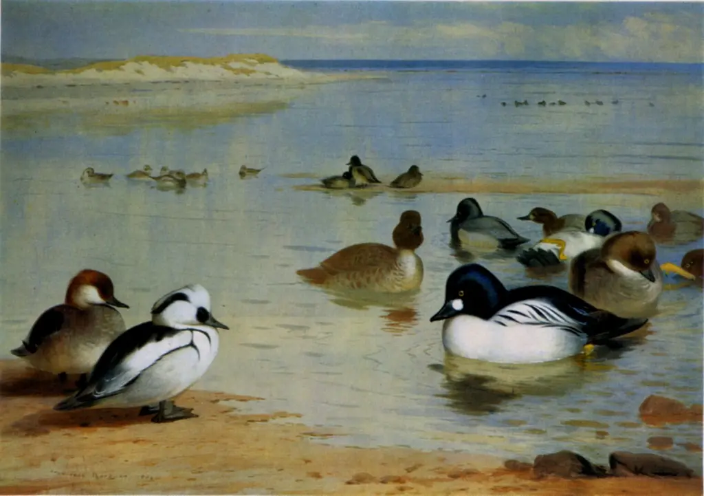 Anonimo , Thorburn, Archibald - sec. XX - Smew and Goldeneye , fronte