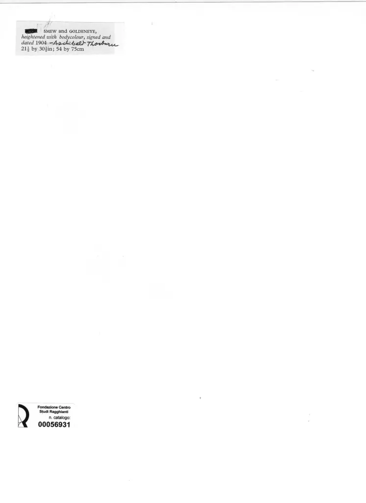 Anonimo , Thorburn, Archibald - sec. XX - Smew and Goldeneye , retro