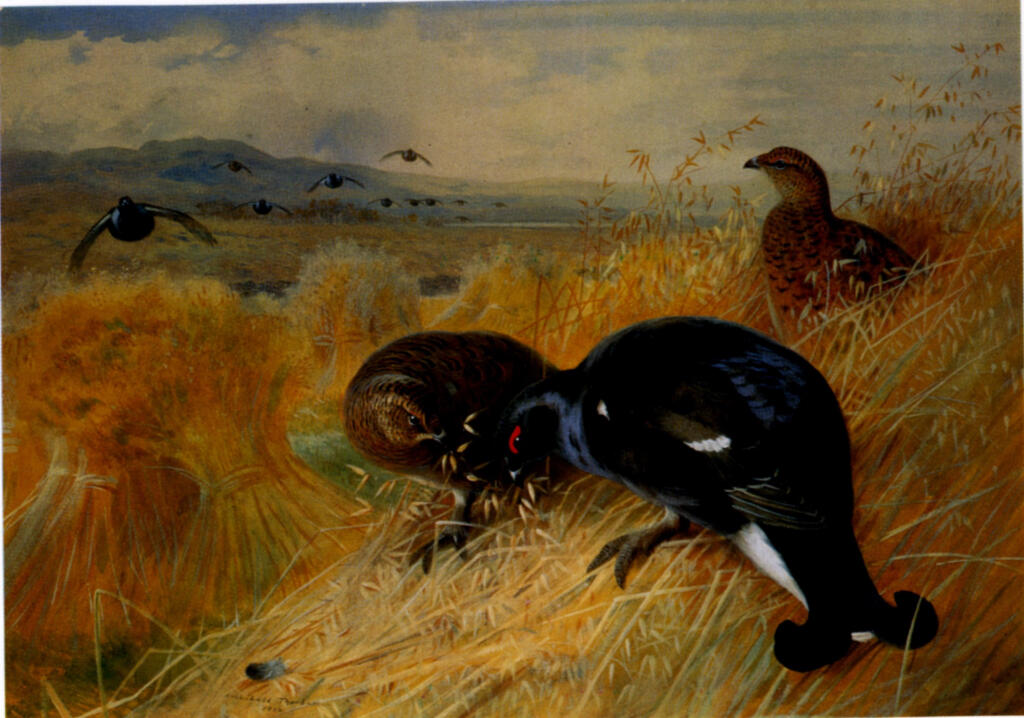 Thorburn, Archibald , Blackcock and Greyhrn amongst the corn