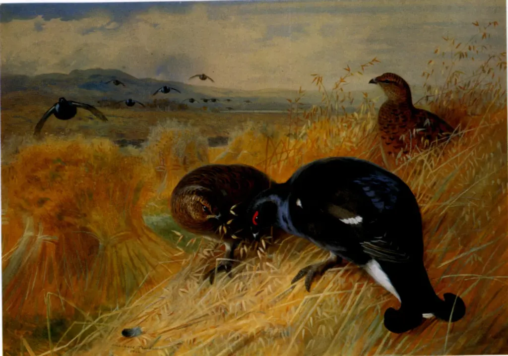 Anonimo , Thorburn, Archibald - sec. XX - Blackcock and Greyhrn amongst the corn , fronte