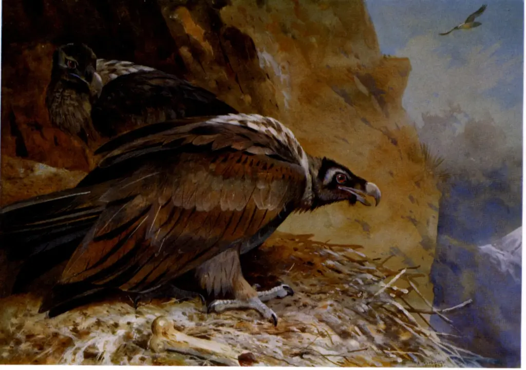 Thorburn, Archibald , Lammergeyer, or bearded vulture