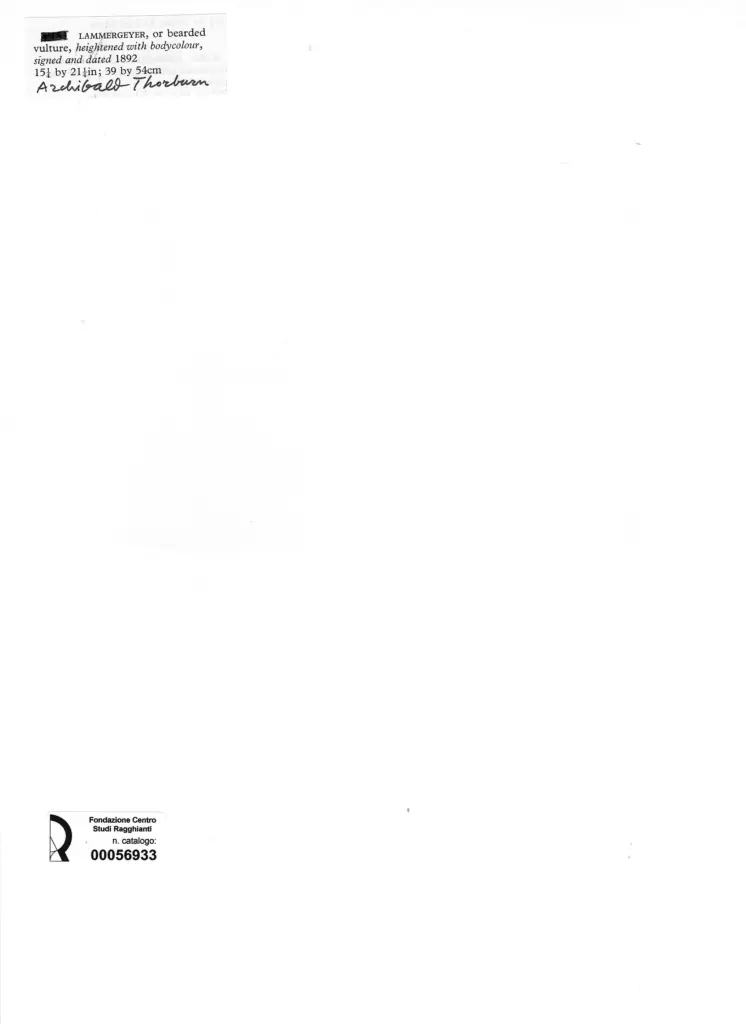 Anonimo , Thorburn, Archibald - sec. XIX - Lammergeyer, or bearded vulture , retro