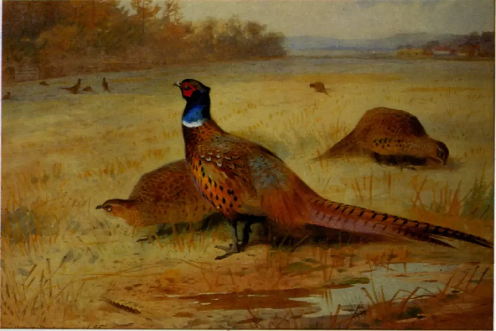 Thorburn, Archibald , Pheassant feeding