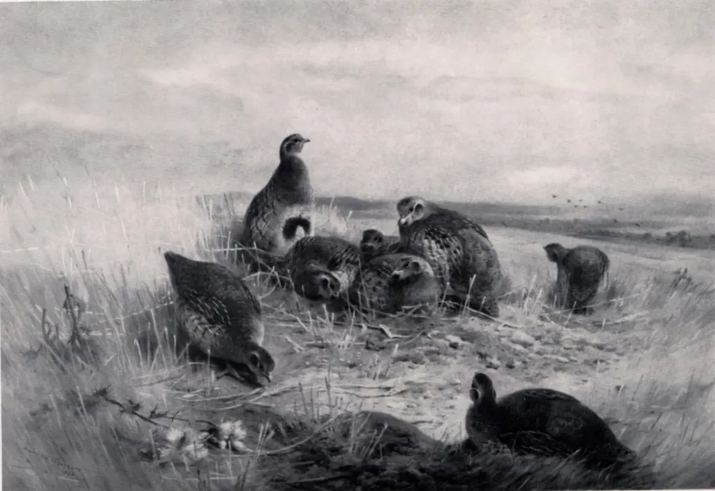 Thorburn, Archibald , The Upland stubbles