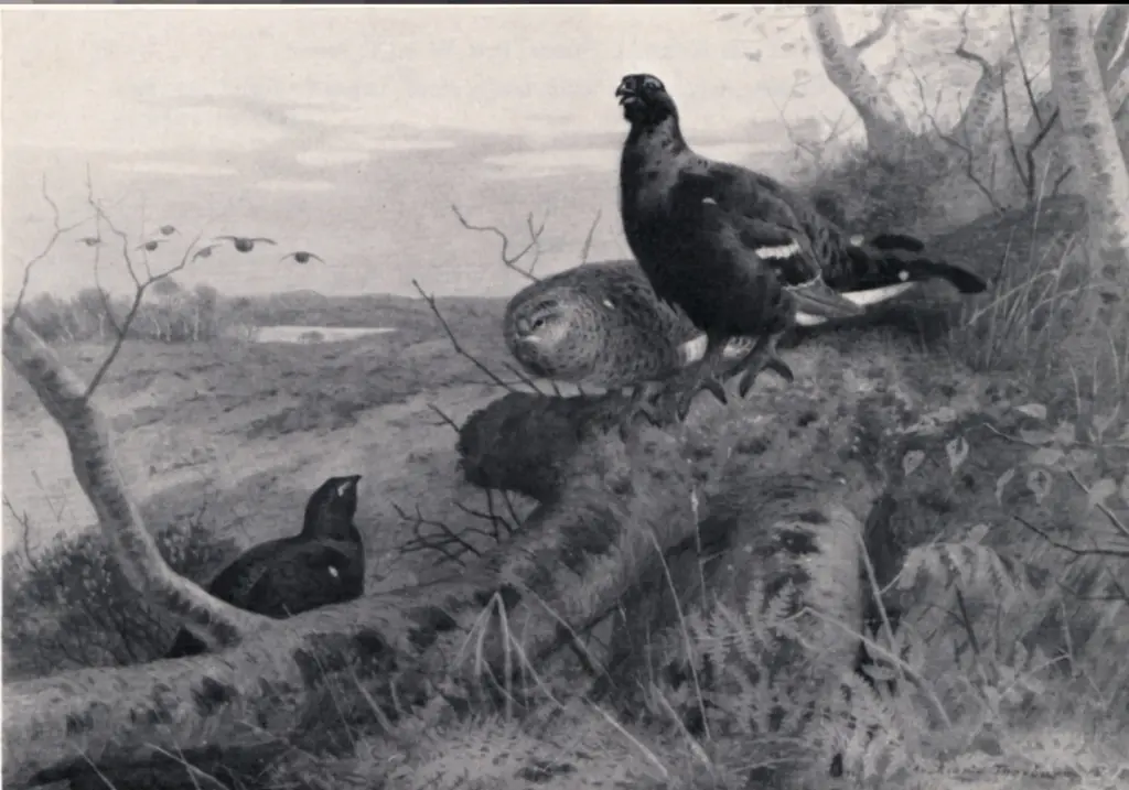 Anonimo , Thorburn, Archibald - sec. XIX - Gruppo di uccelli , fronte