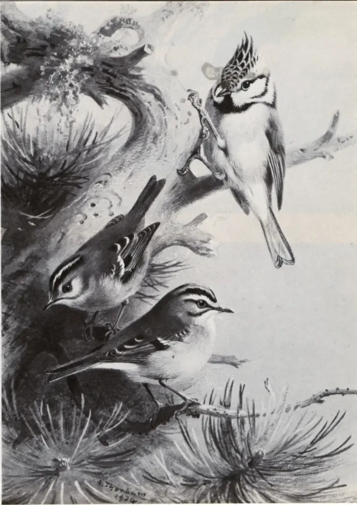 Anonimo , Thorburn, Archibald - sec. XX - Crested Tit, firecrest and goldcrest , fronte