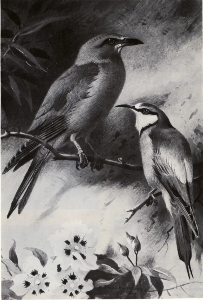 Anonimo , Thorburn, Archibald - sec. XX - Bee Eater and Roller , fronte