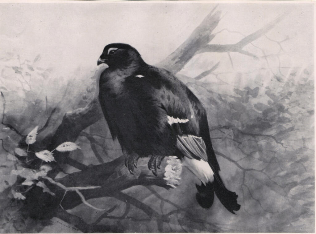 Anonimo , fronte