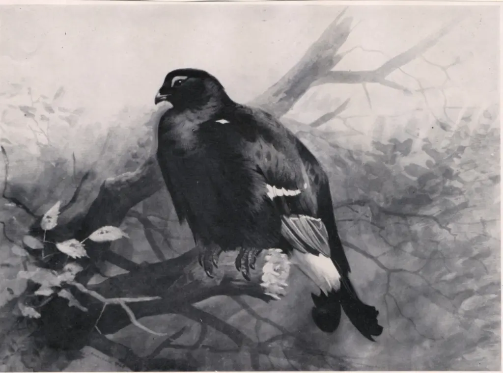 Anonimo , Thorburn, Archibald - sec. XX - A black cock , fronte