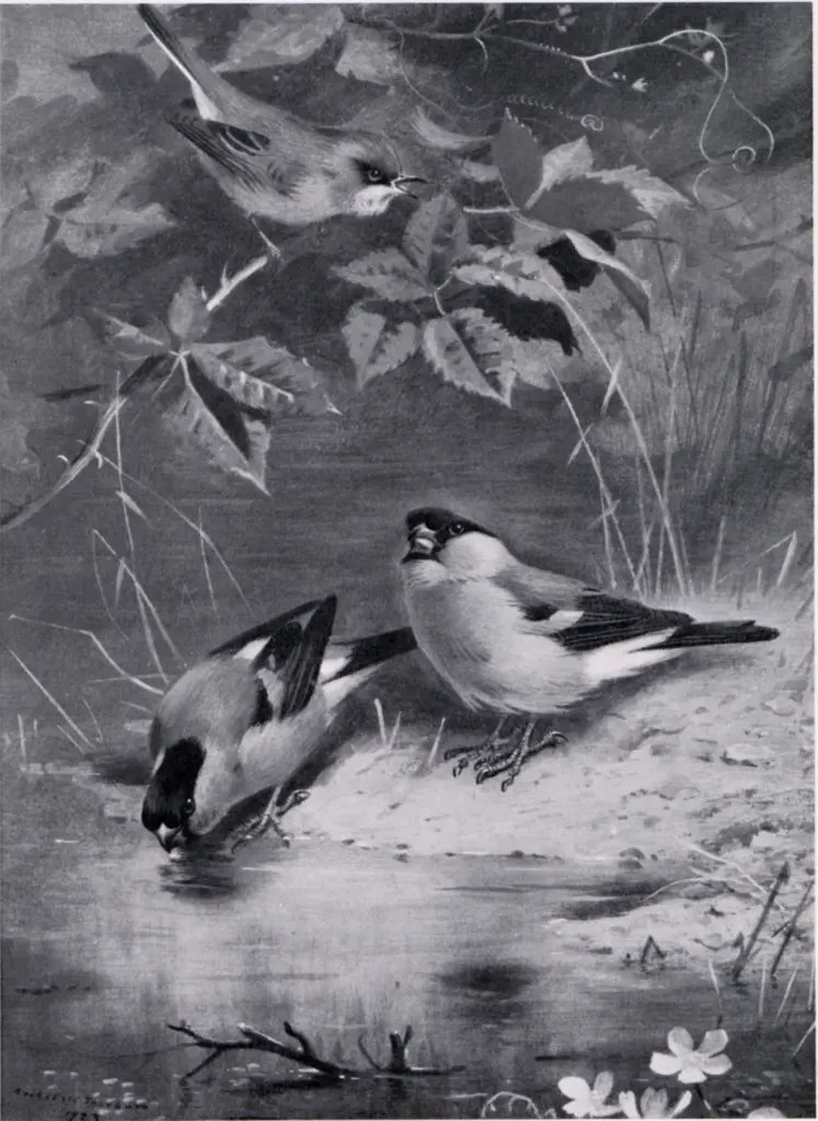 Anonimo , Thorburn, Archibald - sec. XX - Bull Finches , fronte