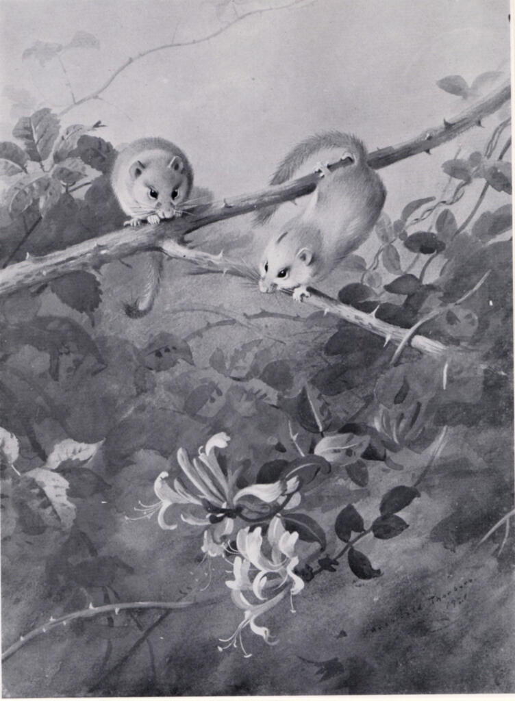 Thorburn, Archibald , Field Mice