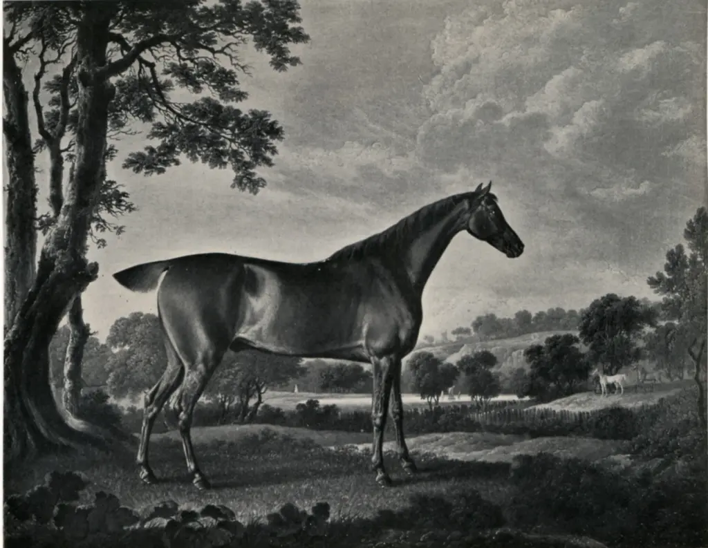 Anonimo , Towne, Charles - sec. XIX - A Favourite , fronte