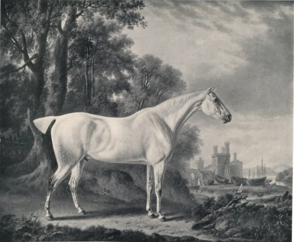 Anonimo , Towne, Charles - sec. XIX - Portrait of a grey horse nomed "Billy" , fronte