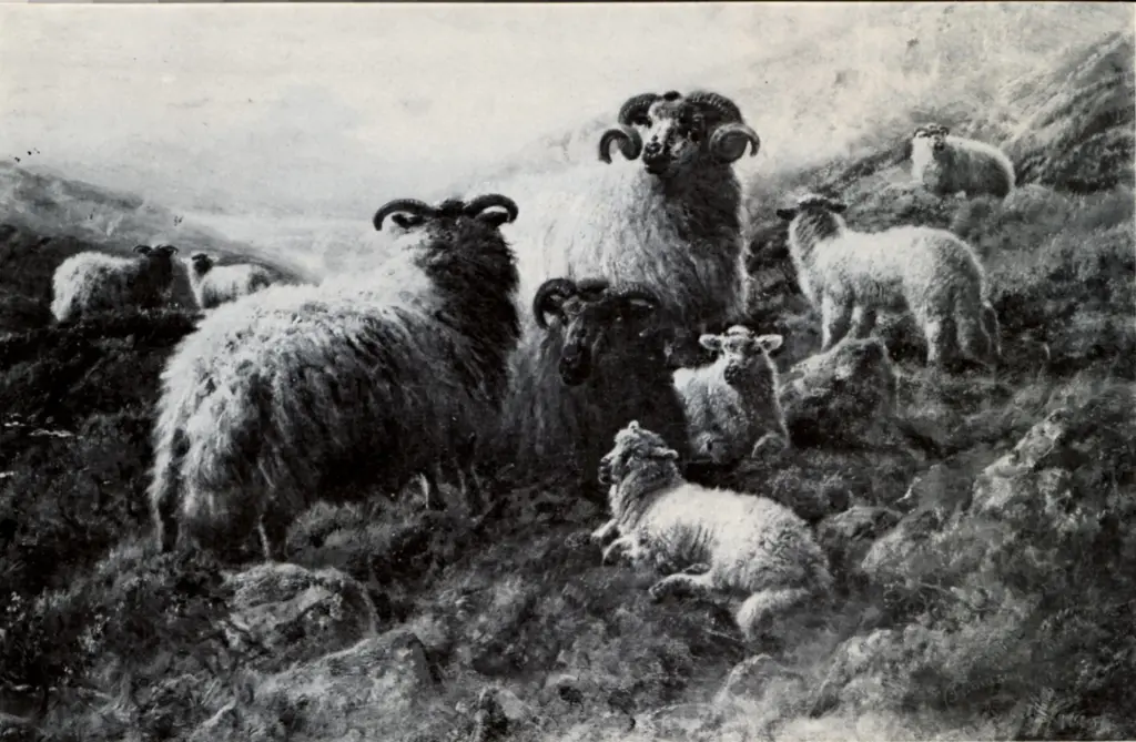 Anonimo , Watson, Robert - sec. XX - Sheep in the Highlands , fronte