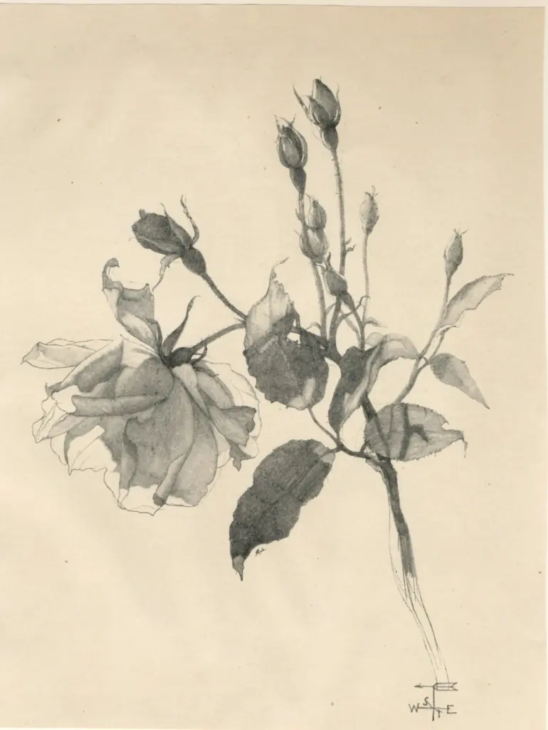 West, Walter , A study in lead pencil