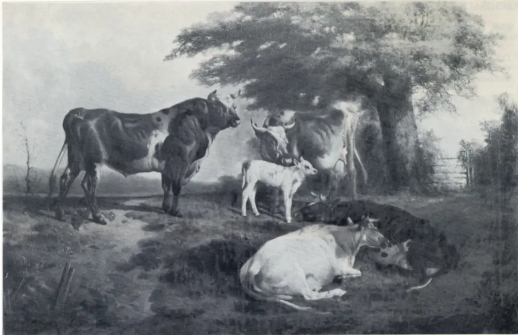 Wheeler, James , Cattle