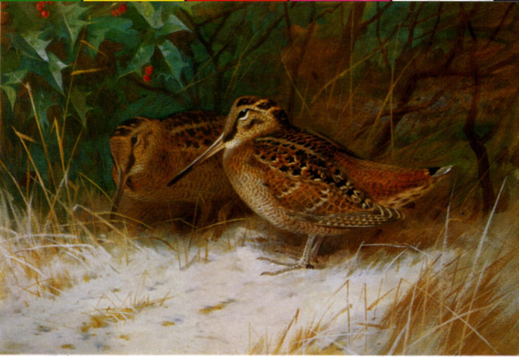 Thorburn, Archibald , Woodcock, Wintertime