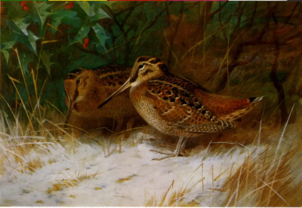 Thorburn, Archibald , Woodcock, Wintertime
