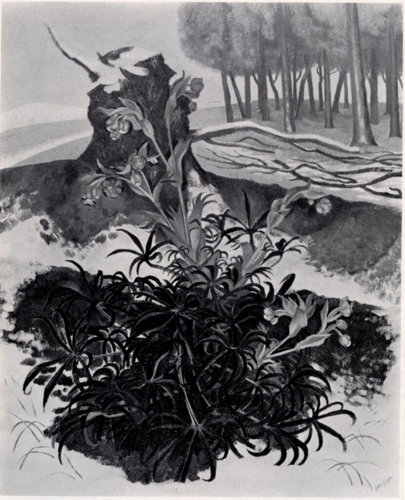 Anonimo , Nash, John - sec. XX - Winter Hellebores , fronte
