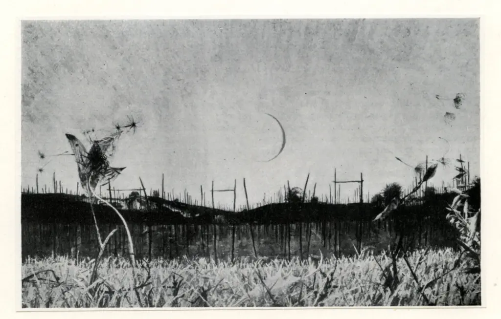 Anonimo, Anonimo , fronte