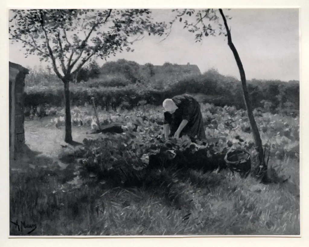 Anonimo , Mauve, Anton - sec. XIX - Picking cabbages , fronte