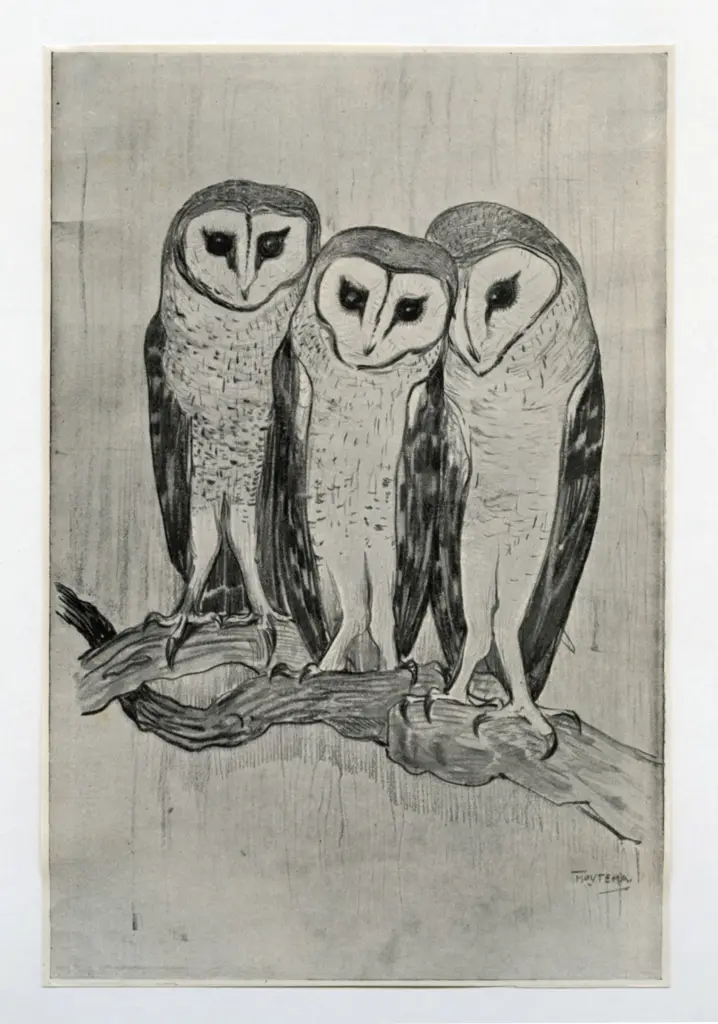 Anonimo , Van Hoytema, Theo - sec. XIX - Owls , fronte