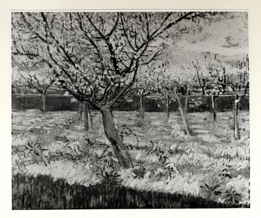 Anonimo , Van Gogh, Vincent - sec. XIX - Albicocchi in fiore , fronte
