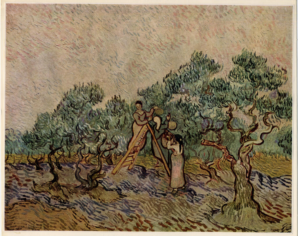 Van Gogh, Vincent , - Raccoglitrici di olive