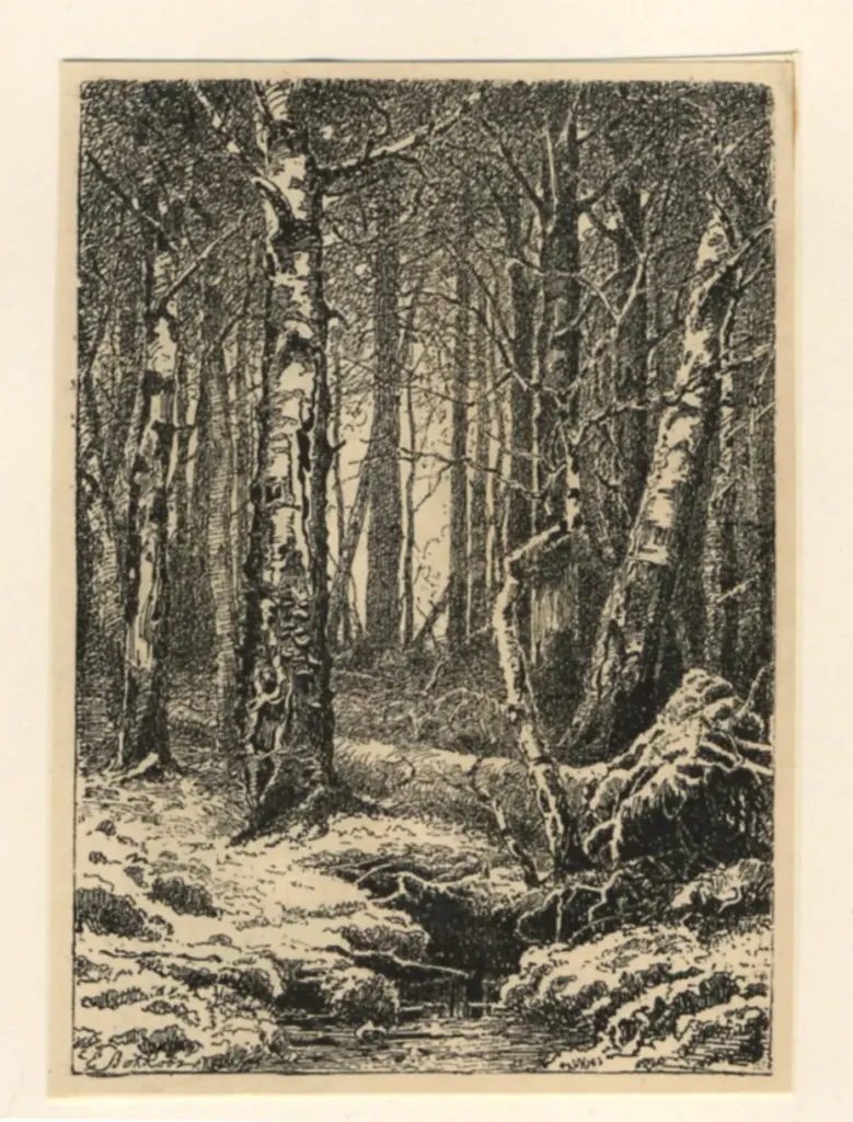 Anonimo , Volkoff, E. - sec. XIX - A Forest in a marsh , fronte