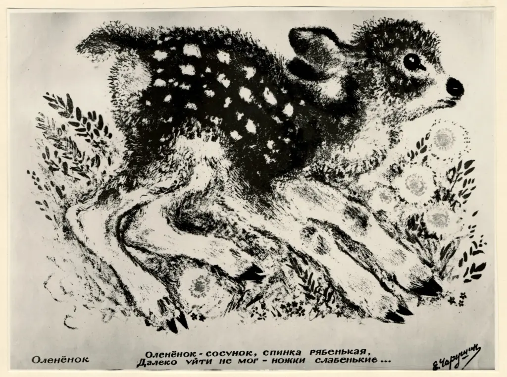 A.F.I. Agenzia Fotografica Industriale , Ciaruscin, Eugenio - sec. XX - Piccola Renna , fronte