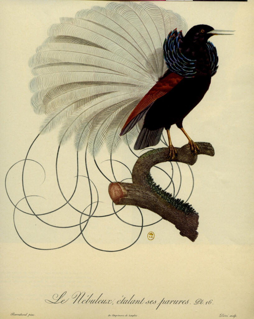 Audubon, John James , Le Nébuleux, étalant ses parures -