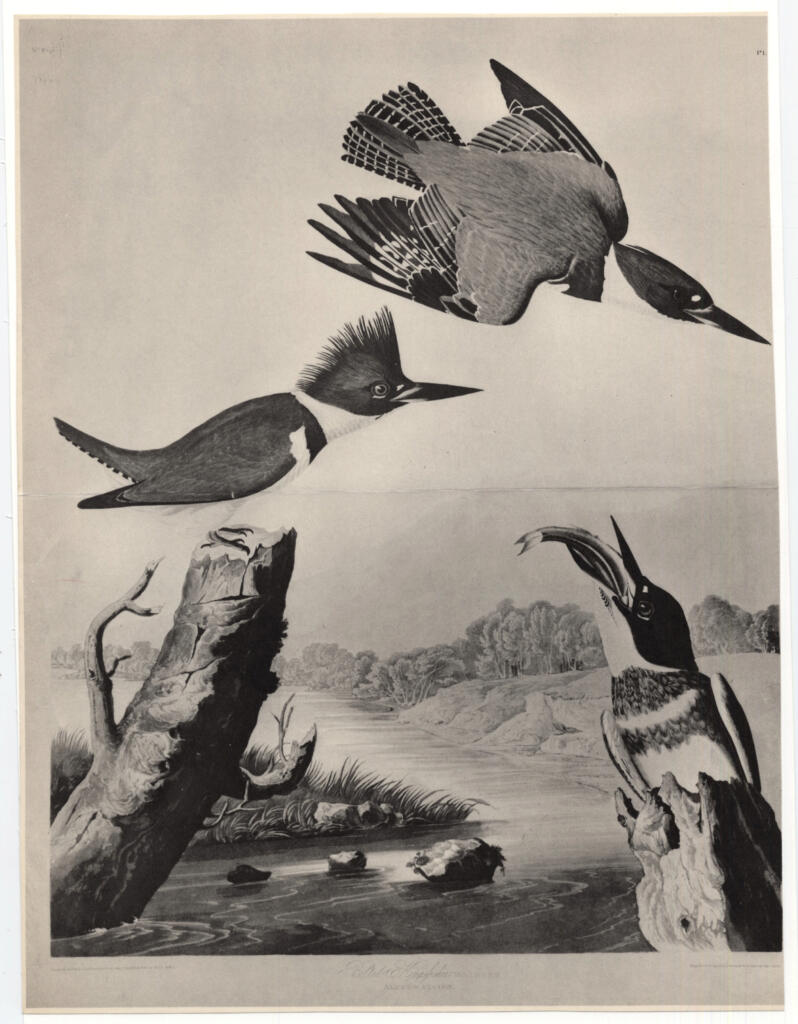Audubon, John James , The Birds of America -