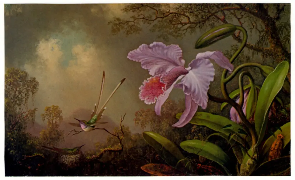 Anonimo, Anonimo , fronte