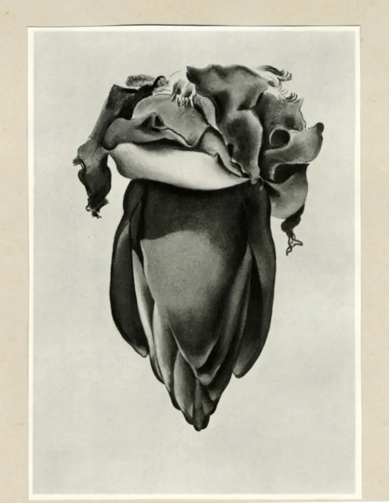 O'Keeffe, Georgia , Banana Flowers