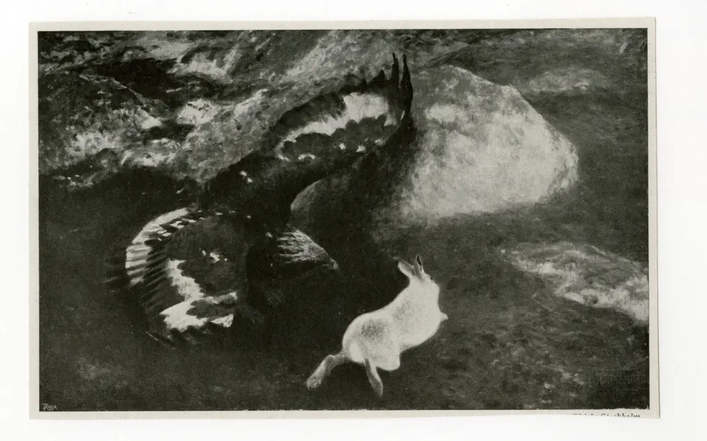 Anonimo , Liljefors, Bruno - sec. XX - Aigle pouruivant un lievre , fronte